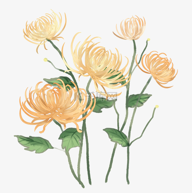 中国风菊花手绘插画