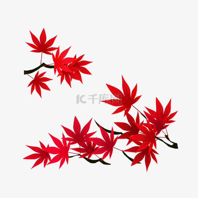 立秋枫树枝红色叶插画
