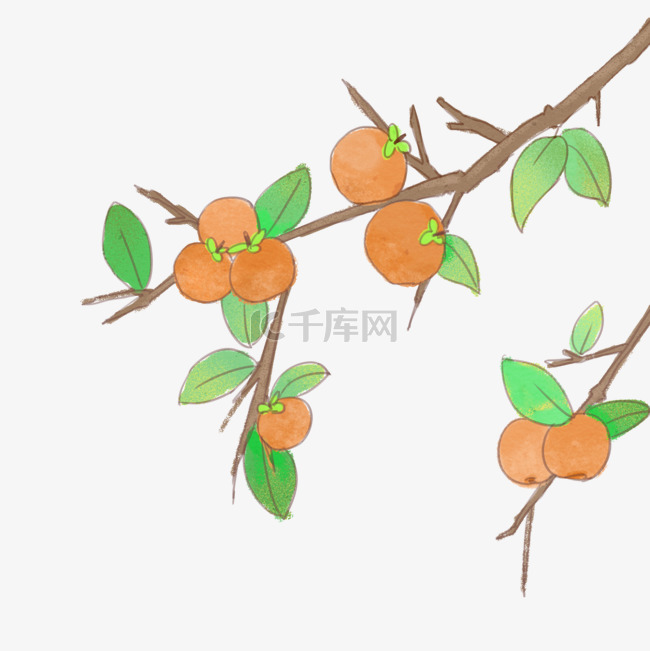 手绘中国风柿子树