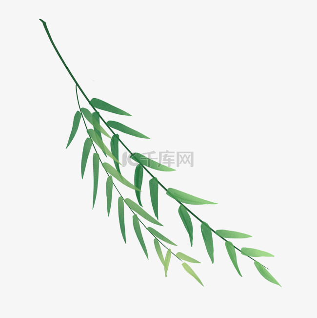 春天手绘植物小清新柳叶