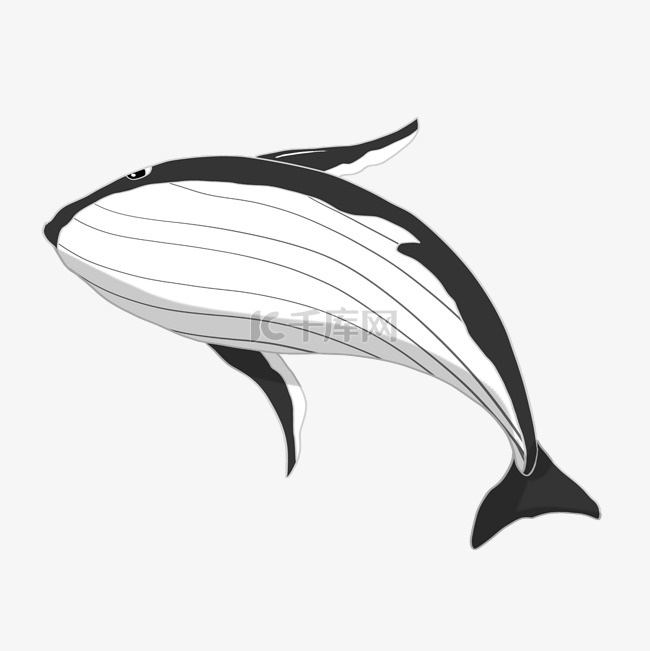 黑色跳跃的鲸鱼插画