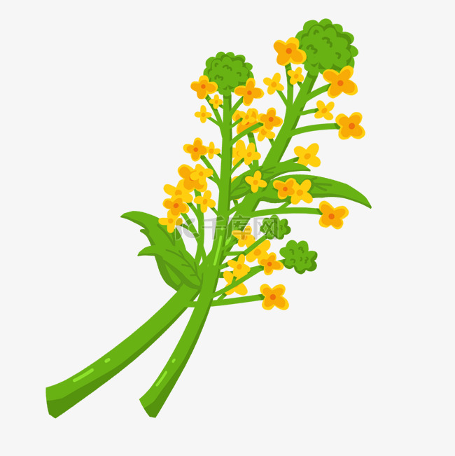 黄色的油菜花手绘插画