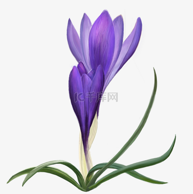 手绘唯美紫色兰花