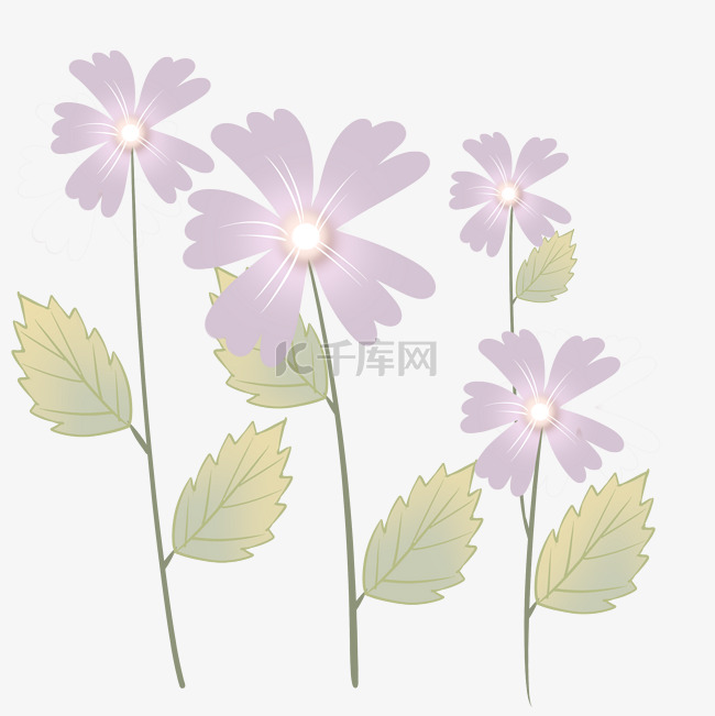 白色花蕊紫色花儿