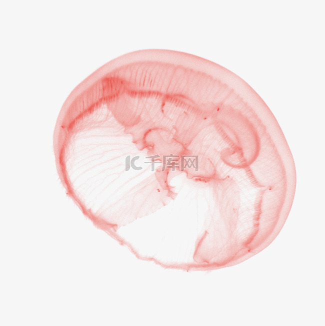 水彩红色透明水母