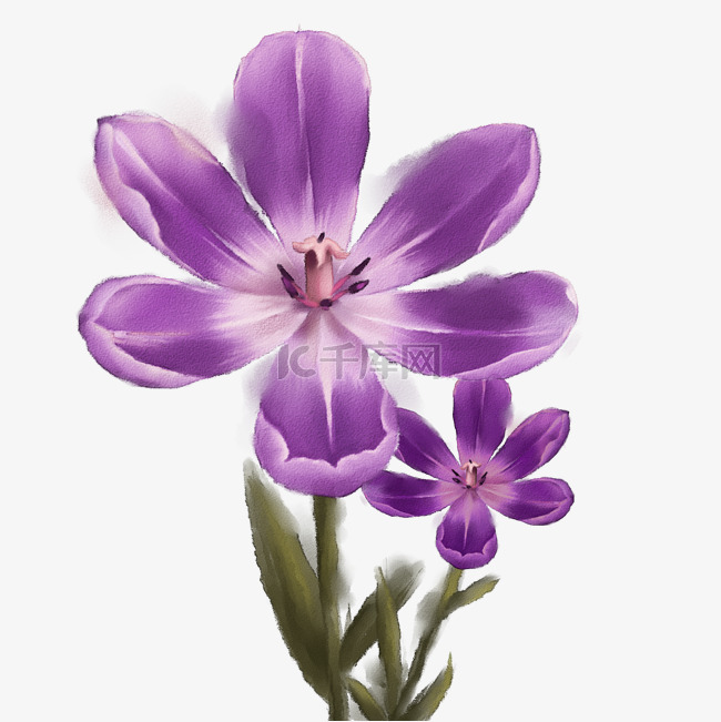 紫色鲜花 