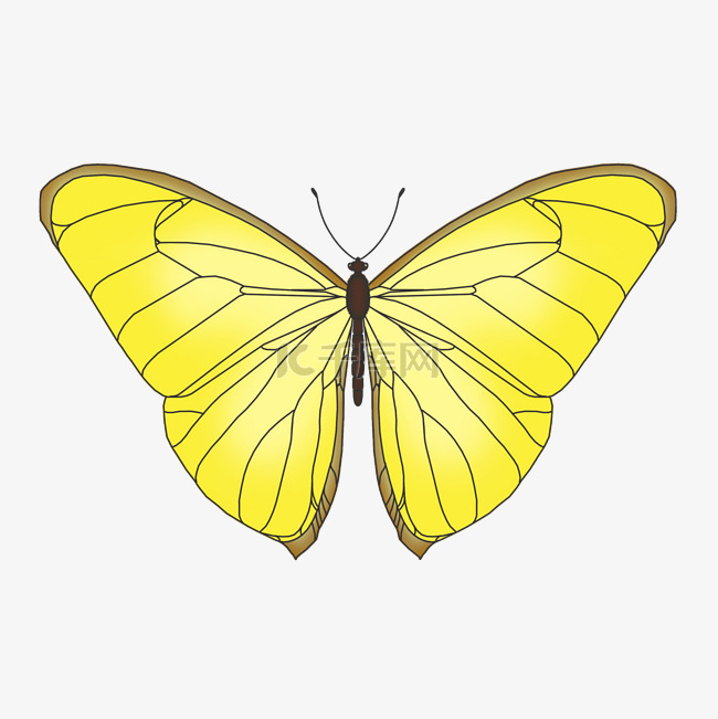 黄色的蝴蝶手绘插画