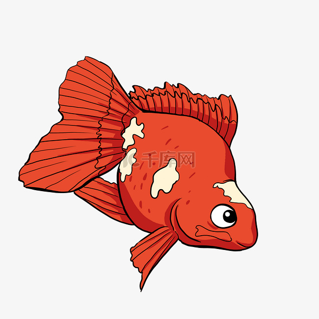 美丽鱼类红色金鱼琉金金鱼