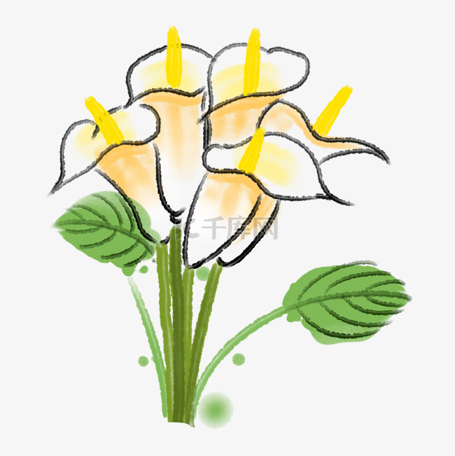 黄色的马蹄莲花朵插画