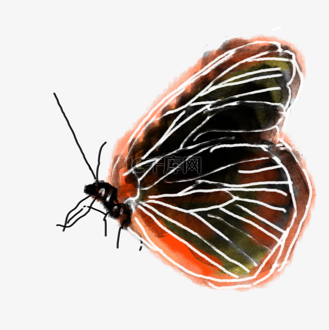 中国风水墨水彩动物之彩色大蝴蝶