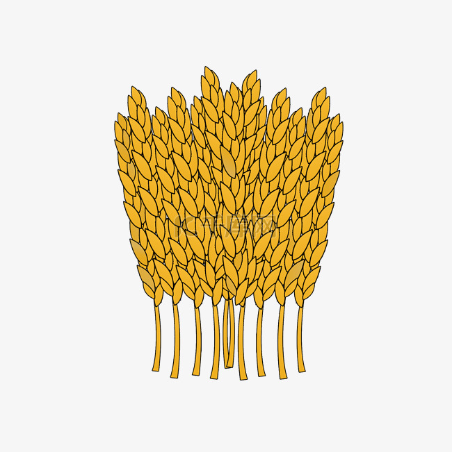 手绘金黄色的稻谷png图