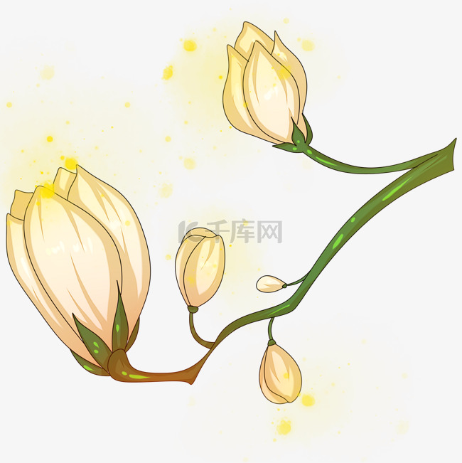 玉兰花朵装饰手绘插画