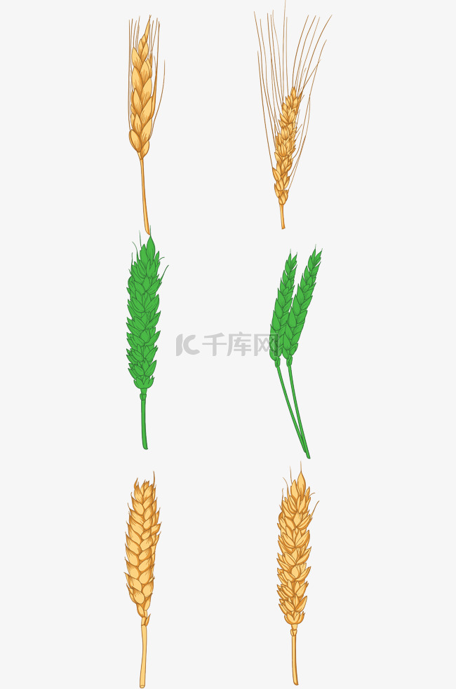 形态各异的小麦穗