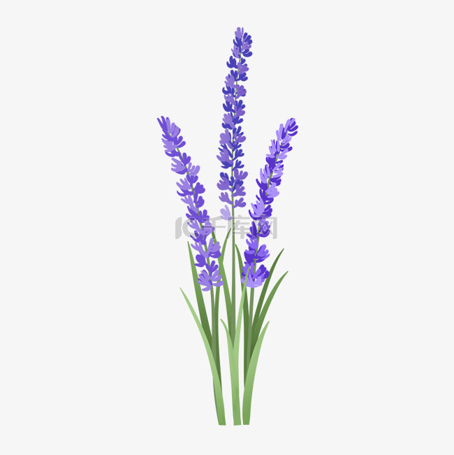 手绘植物小清新淡紫色薰衣草