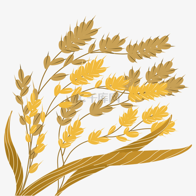 手绘秋天金黄的麦穗2