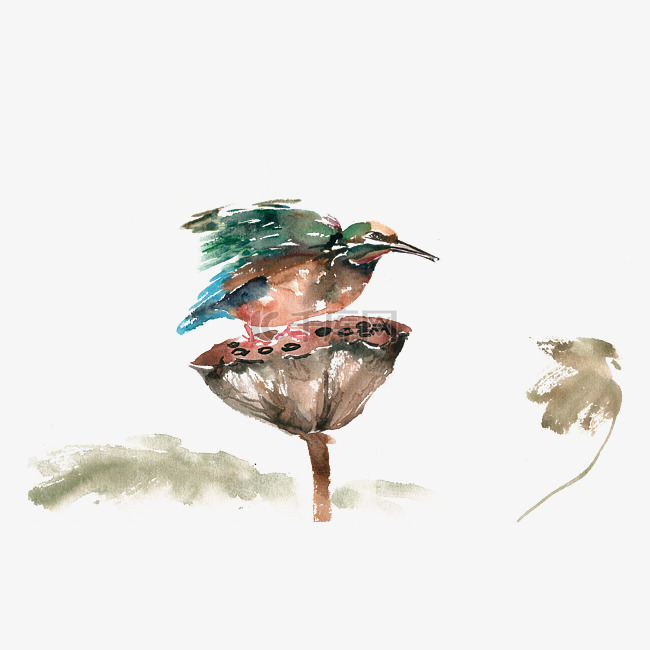 莲蓬上的鸟水彩画PNG免抠素材