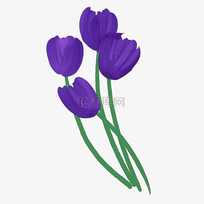 紫色郁金香插画装饰