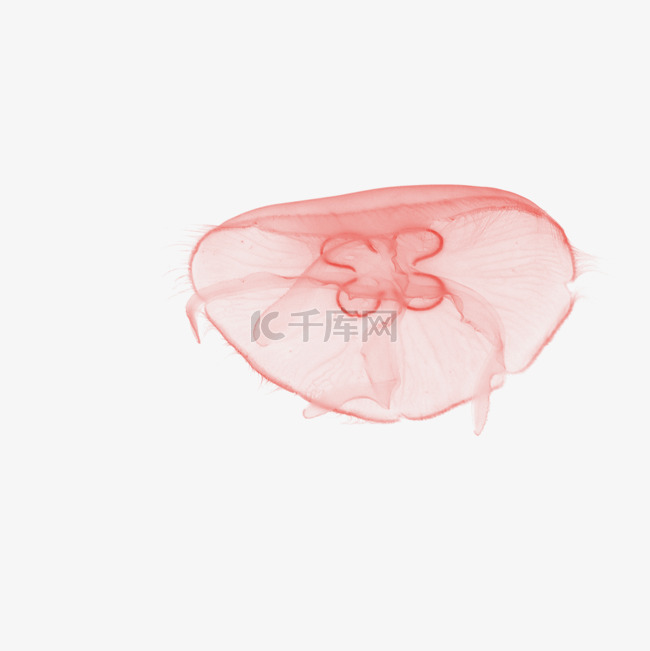 水彩红色透明水母