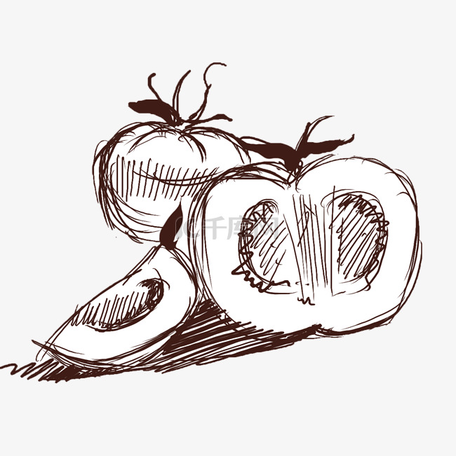 线描番茄手绘插画