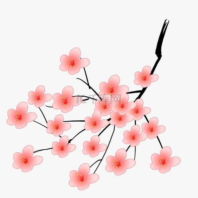  粉色樱花 