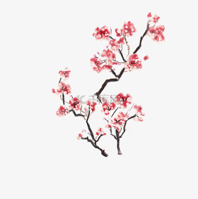 红色樱花树枝写实