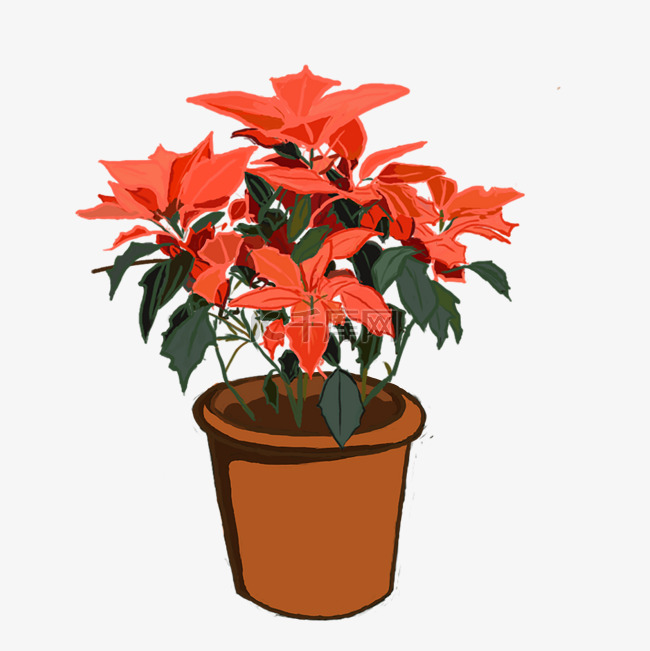 春节手绘家里摆放植物一品红盆栽