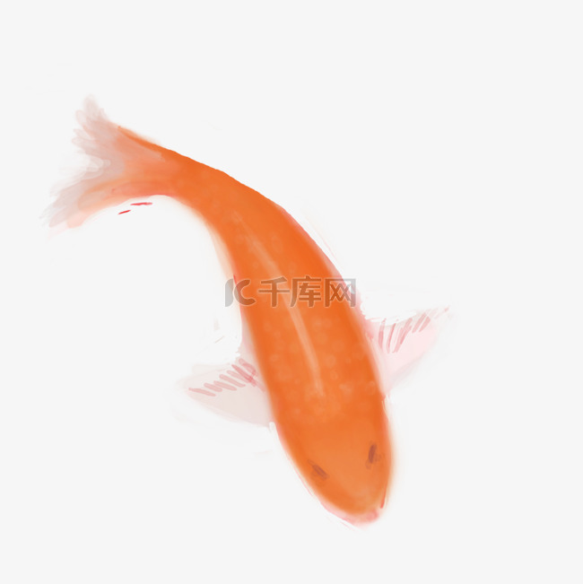  红色的小金鱼 