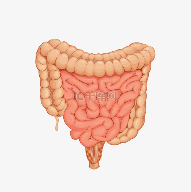 手绘人体器官大肠小肠