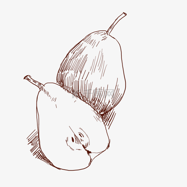 线描梨子水果插画