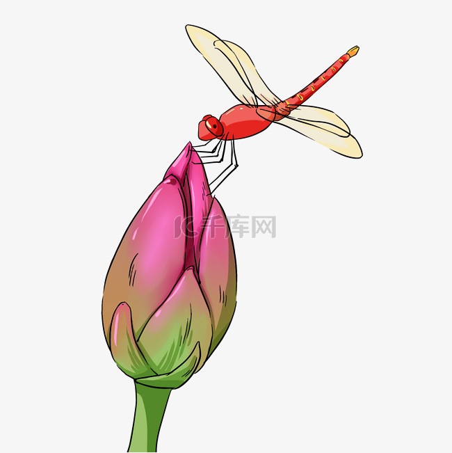 夏荷红蜻蜓写实手绘花苞免抠图