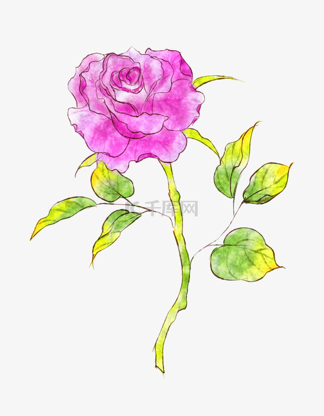 手绘花卉玫瑰插画