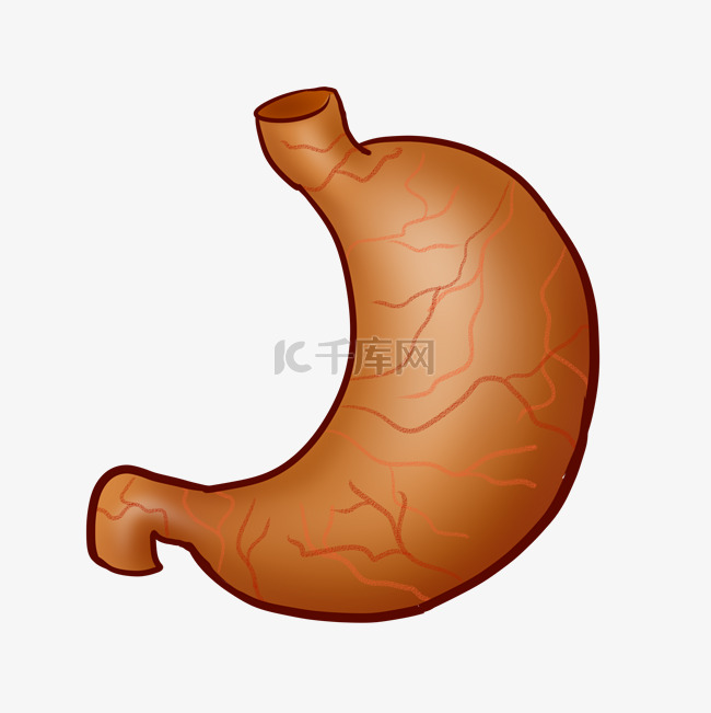 人体器官胃