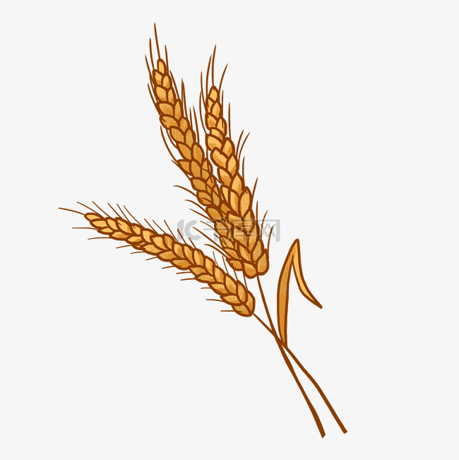 秋天的小麦PNG免抠素材