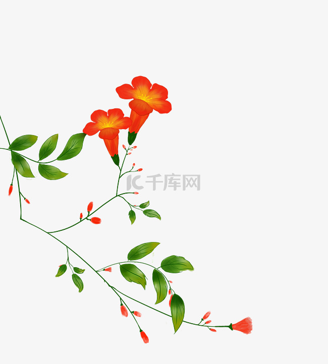 中国风水墨凌霄花花工笔