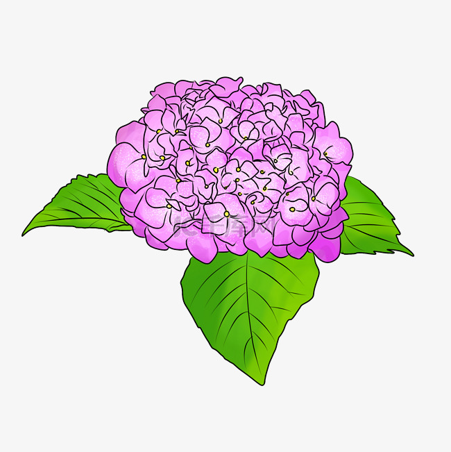 紫色的绣球花插画