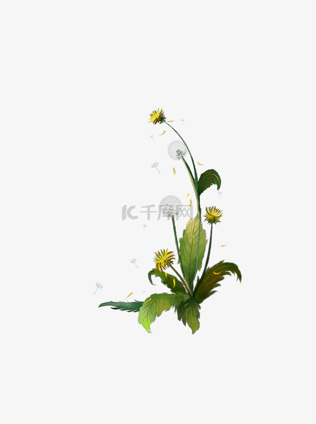 花卉植物边框可商用元素