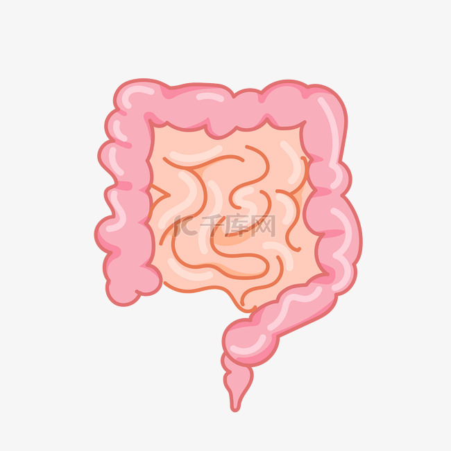 手绘人体器官肠子插画