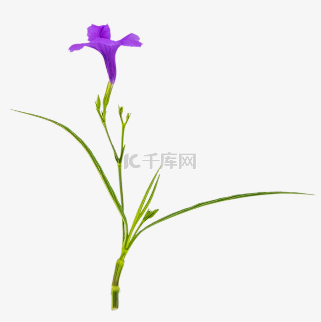 紫色蓝花草花朵