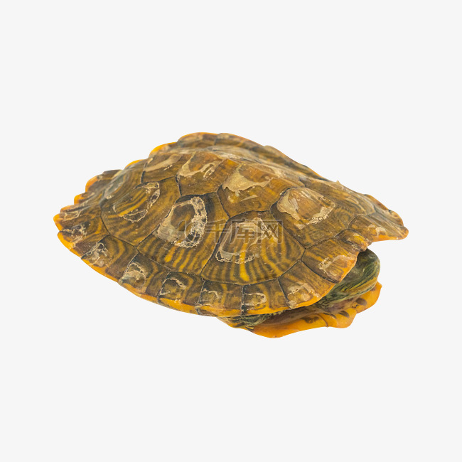 黄色海洋生物乌龟