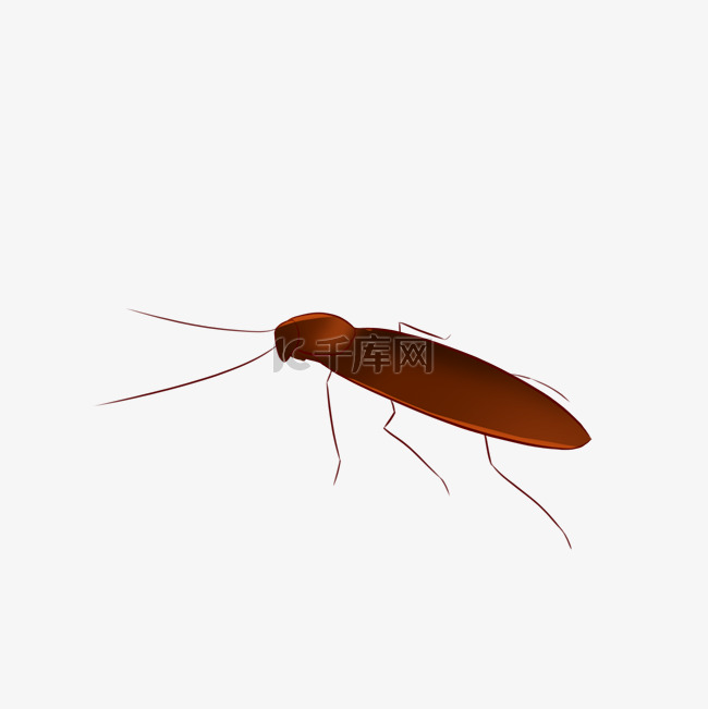 棕色昆虫蟑螂