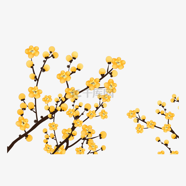 春节腊梅梅花树