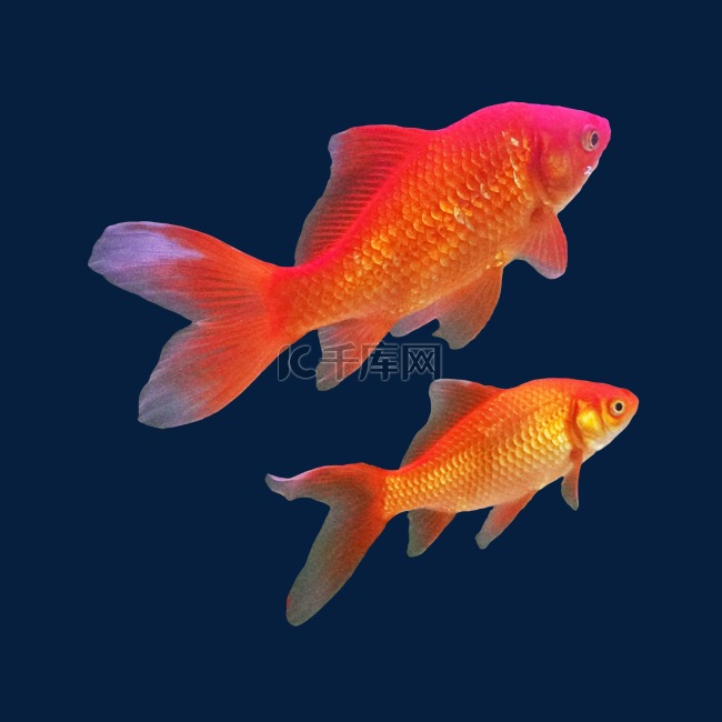 水族馆红色金鱼