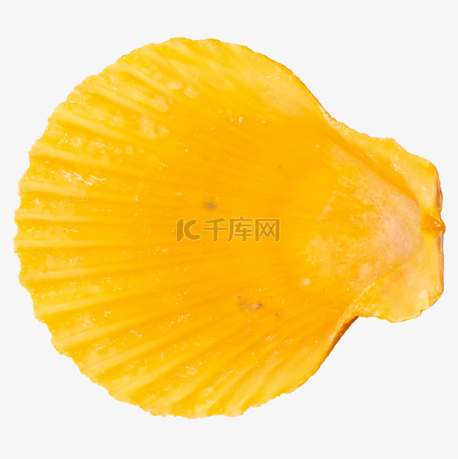 黄色海螺贝壳