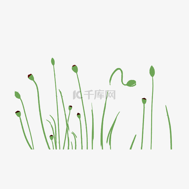 绿色生活花苞植物