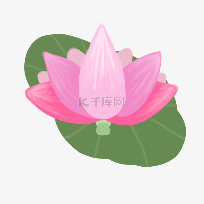 粉色盛开的花朵插图