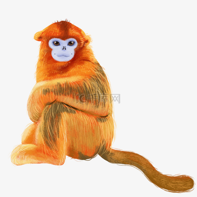 可爱金丝猴灵长类动物猴子