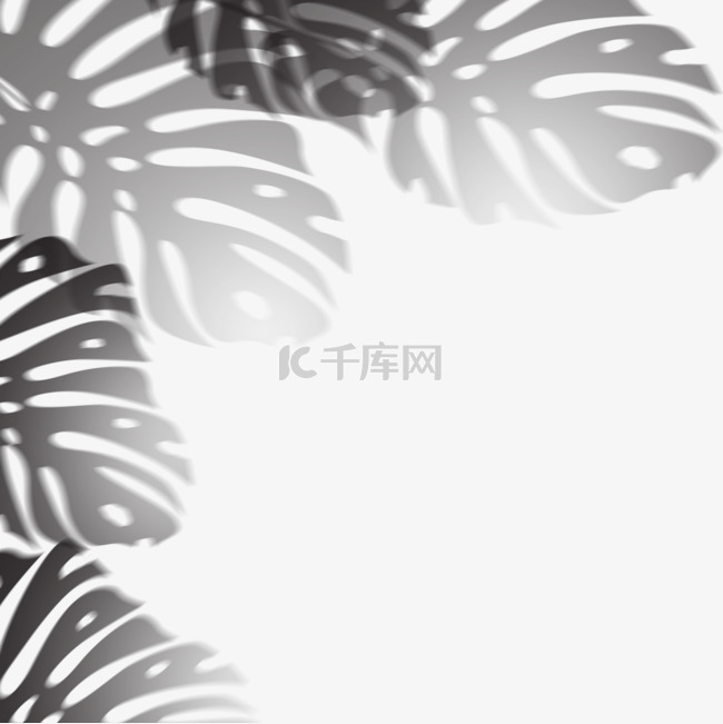 多片龟背竹植物投影