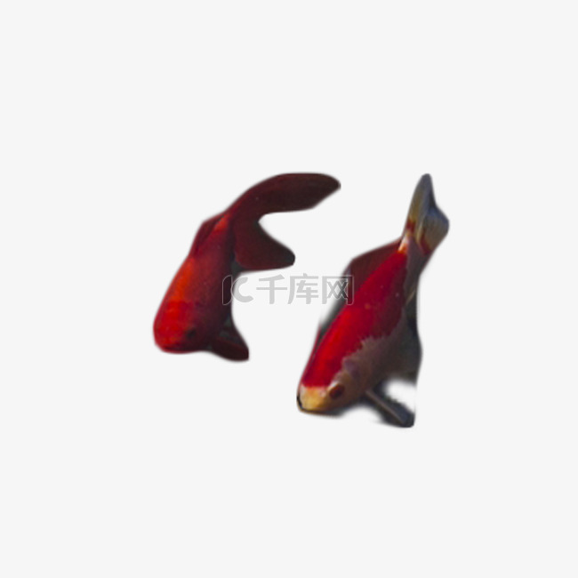 红色小鱼美丽观赏