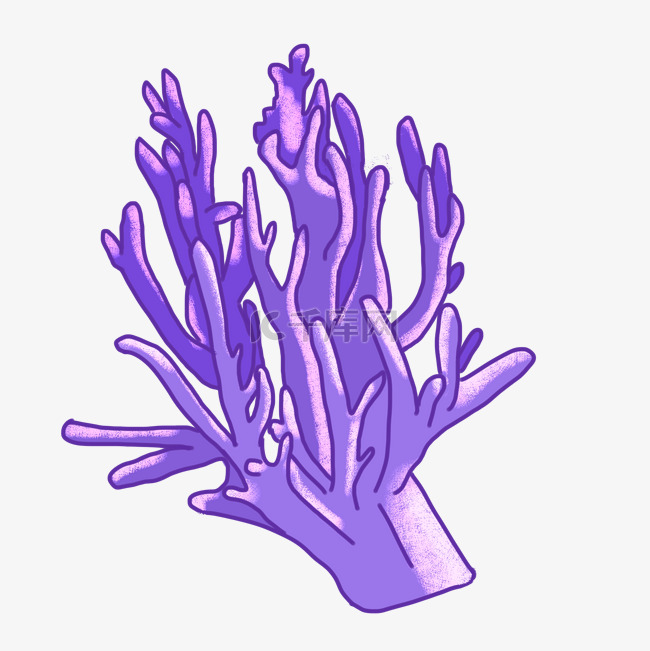 紫色珊瑚海洋生物