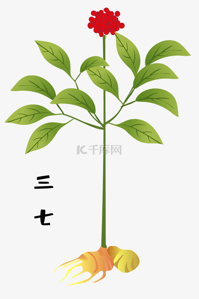 三七草本植物